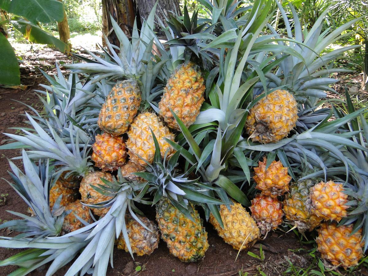 Yasi Yatere Reserva Agroecologica Эль-Собербио Экстерьер фото